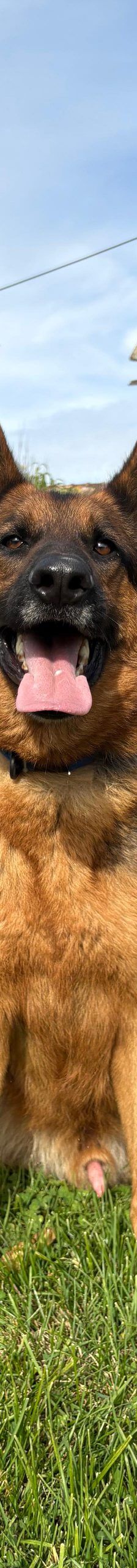 Magnum – Schäferhund, Männchen, 1 Jahr, Nordic Strays e.V. – Foto 2