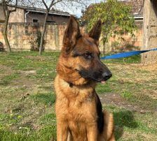 Magnum – Schäferhund, Männchen, 1 Jahr, Nordic Strays e.V. – Foto 11