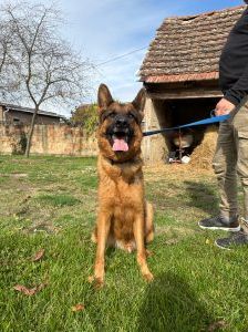 Magnum – Schäferhund, Männchen, 1 Jahr, Nordic Strays e.V. – Foto 3