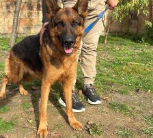 Magnum – Schäferhund, Männchen, 1 Jahr, Nordic Strays e.V. – Foto 4
