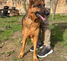 Magnum – Schäferhund, Männchen, 1 Jahr, Nordic Strays e.V. – Foto 5