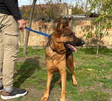 Magnum – Schäferhund, Männchen, 1 Jahr, Nordic Strays e.V. – Foto 6