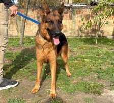 Magnum – Schäferhund, Männchen, 1 Jahr, Nordic Strays e.V. – Foto 7