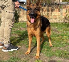 Magnum – Schäferhund, Männchen, 1 Jahr, Nordic Strays e.V. – Foto 8