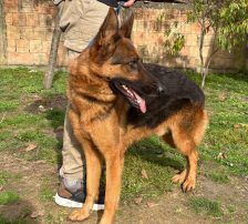 Magnum – Schäferhund, Männchen, 1 Jahr, Nordic Strays e.V. – Foto 9
