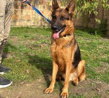 Magnum – Schäferhund, Männchen, 1 Jahr, Nordic Strays e.V. – Foto 10