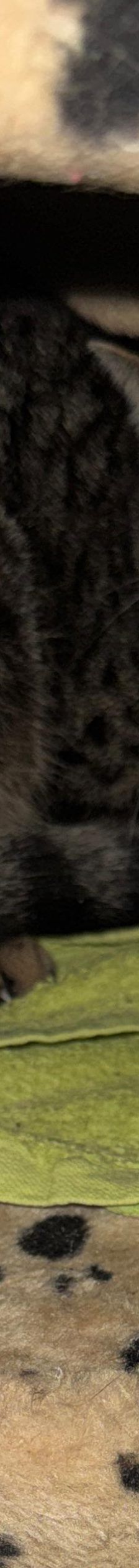Frieda – EKH, Weibchen, 1 Jahr, 97816 Lohr – Foto 1