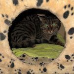 Frieda – EKH, Weibchen, 1 Jahr, 97816 Lohr – Foto 2