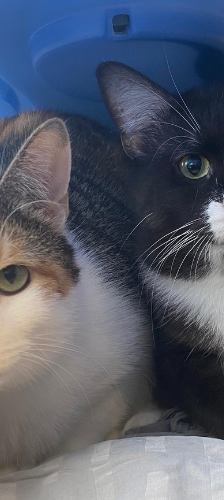 Schüchterne Katzen – Hauskatze, Unbekannt, 2 Jahre, 28357 Bremen – Foto 1