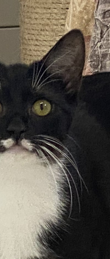 Schüchterne Katzen – Hauskatze, Unbekannt, 2 Jahre, 28357 Bremen – Foto 2