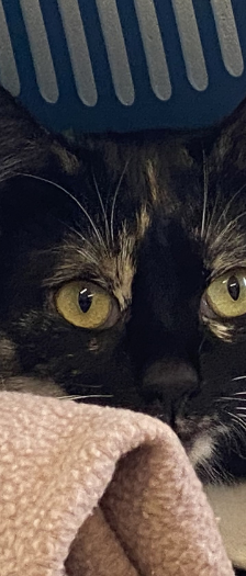 Schüchterne Katzen – Hauskatze, Unbekannt, 2 Jahre, 28357 Bremen – Foto 3