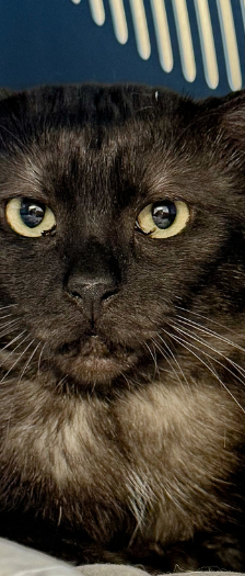 Schüchterne Katzen – Hauskatze, Unbekannt, 2 Jahre, 28357 Bremen – Foto 4