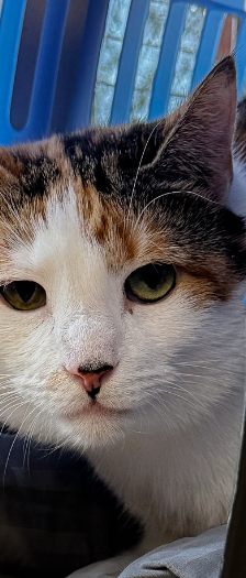Schüchterne Katzen – Hauskatze, Unbekannt, 2 Jahre, 28357 Bremen – Foto 5
