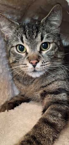Joschi – EKH, Männchen, 1 Jahr, 82031 Grünwald – Foto 1