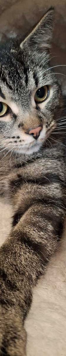 Joschi – EKH, Männchen, 1 Jahr, 82031 Grünwald – Foto 2