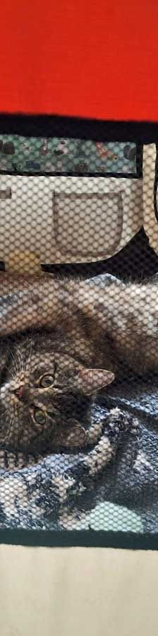 Joschi – EKH, Männchen, 1 Jahr, 82031 Grünwald – Foto 3