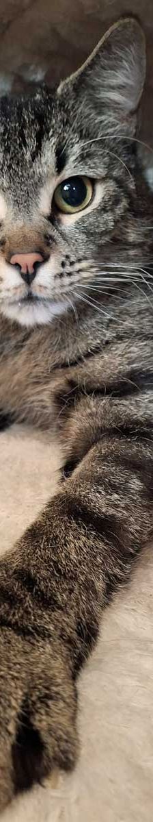 Joschi – EKH, Männchen, 1 Jahr, 82031 Grünwald – Foto 4