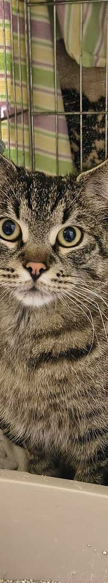 Joschi – EKH, Männchen, 1 Jahr, 82031 Grünwald – Foto 5
