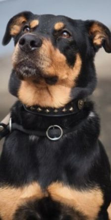 Nia – Rottweiler-Mix, Weibchen, 7 Jahre, 70195 Stuttgart-Botnang – Foto 1