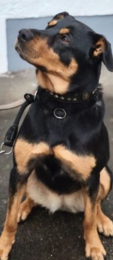 Nia – Rottweiler-Mix, Weibchen, 7 Jahre, 70195 Stuttgart-Botnang – Foto 2