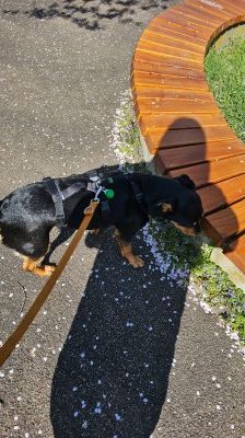 Nia – Rottweiler-Mix, Weibchen, 7 Jahre, 70195 Stuttgart-Botnang – Foto 9