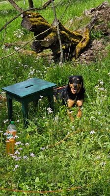 Nia – Rottweiler-Mix, Weibchen, 7 Jahre, 70195 Stuttgart-Botnang – Foto 10
