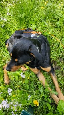 Nia – Rottweiler-Mix, Weibchen, 7 Jahre, 70195 Stuttgart-Botnang – Foto 11