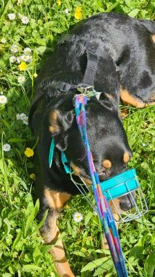Nia – Rottweiler-Mix, Weibchen, 7 Jahre, 70195 Stuttgart-Botnang – Foto 12