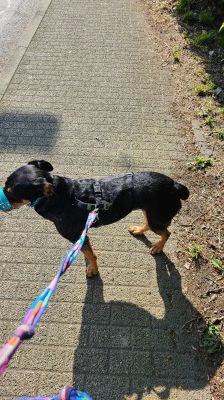 Nia – Rottweiler-Mix, Weibchen, 7 Jahre, 70195 Stuttgart-Botnang – Foto 13
