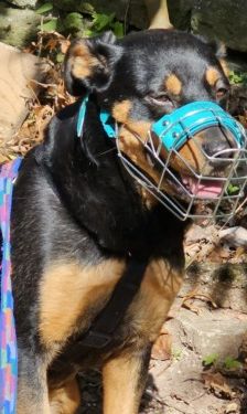 Nia – Rottweiler-Mix, Weibchen, 7 Jahre, 70195 Stuttgart-Botnang – Foto 14