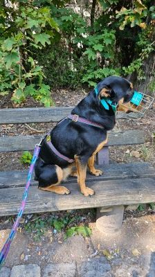Nia – Rottweiler-Mix, Weibchen, 7 Jahre, 70195 Stuttgart-Botnang – Foto 15