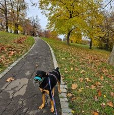 Nia – Rottweiler-Mix, Weibchen, 7 Jahre, 70195 Stuttgart-Botnang – Foto 16