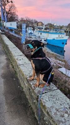 Nia – Rottweiler-Mix, Weibchen, 7 Jahre, 70195 Stuttgart-Botnang – Foto 17