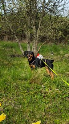 Nia – Rottweiler-Mix, Weibchen, 7 Jahre, 70195 Stuttgart-Botnang – Foto 18