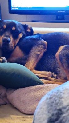 Nia – Rottweiler-Mix, Weibchen, 7 Jahre, 70195 Stuttgart-Botnang – Foto 19