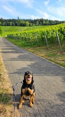 Nia – Rottweiler-Mix, Weibchen, 7 Jahre, 70195 Stuttgart-Botnang – Foto 20