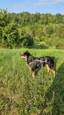Nia – Rottweiler-Mix, Weibchen, 7 Jahre, 70195 Stuttgart-Botnang – Foto 21