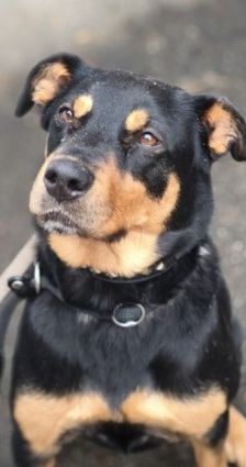 Nia – Rottweiler-Mix, Weibchen, 7 Jahre, 70195 Stuttgart-Botnang – Foto 3