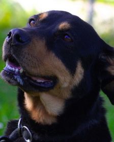 Nia – Rottweiler-Mix, Weibchen, 7 Jahre, 70195 Stuttgart-Botnang – Foto 4