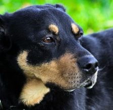 Nia – Rottweiler-Mix, Weibchen, 7 Jahre, 70195 Stuttgart-Botnang – Foto 5