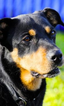 Nia – Rottweiler-Mix, Weibchen, 7 Jahre, 70195 Stuttgart-Botnang – Foto 6