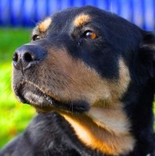 Nia – Rottweiler-Mix, Weibchen, 7 Jahre, 70195 Stuttgart-Botnang – Foto 7