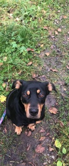 Nia – Rottweiler-Mix, Weibchen, 7 Jahre, 70195 Stuttgart-Botnang – Foto 8