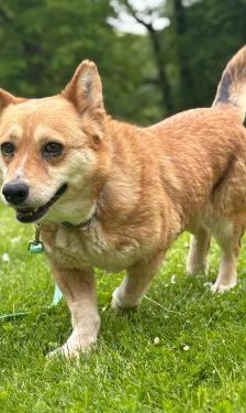 Lotta – Mischling, Unbekannt, 6 Jahre, 32758 Detmold – Foto 1