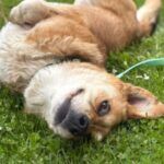 Lotta – Mischling, Unbekannt, 6 Jahre, 32758 Detmold – Foto 2