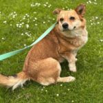 Lotta – Mischling, Unbekannt, 6 Jahre, 32758 Detmold – Foto 3