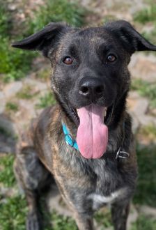 Samu – Holländischer Schäferhund Mix, Männchen, 2 Jahre, 97074 Würzburg – Foto 2