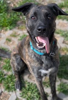 Samu – Holländischer Schäferhund Mix, Männchen, 2 Jahre, 97074 Würzburg – Foto 5
