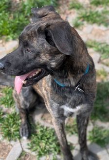 Samu – Holländischer Schäferhund Mix, Männchen, 2 Jahre, 97074 Würzburg – Foto 6