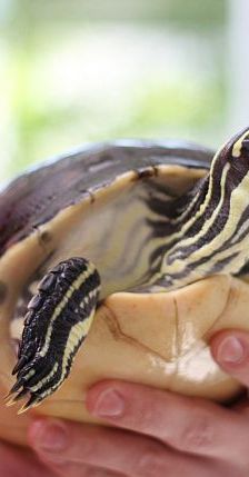Exotische Wasserschildkröten – verschiedene Wasserschildkröten, Männchen, Alter unbekannt, 13057 Berlin – Foto 1